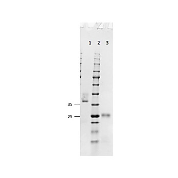 Fab Anti-MOUSE IgG (H&L) (GOAT) Antibody, 1mg, Liquid (sterile filtered)