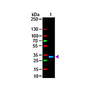 F(ab')2 Anti-HUMAN IgG F(c) (GOAT) Antibody Fluorescein Conjugated Min X Bv Hs Ms & Rt Serum Proteins, 1mg, Lyophilized