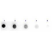 F(ab')2 Anti-SHEEP IgG [H&L] (DONKEY) Antibody Min X Ch GP Ham Hs Hu Ms Rb & Rt Serum Proteins, 500µg, Liquid (sterile filtered)