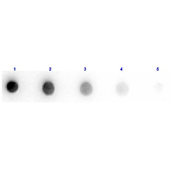 F(ab')2 Anti-SHEEP IgG [H&L] (DONKEY) Antibody Min X Ch GP Ham Hs Hu Ms Rb & Rt Serum Proteins, 500µg, Liquid (sterile filtered)