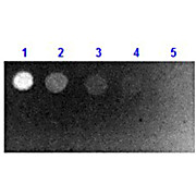 Fab Anti-BIOTIN (GOAT) Antibody Fluorescein Conjugated, 1mg, Lyophilized