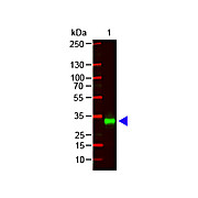 F(ab')2 Anti-HUMAN IgG F(c) (GOAT) Antibody Min X Bv Hs Ms & Rt Serum Proteins, 1mg, Liquid (sterile filtered)