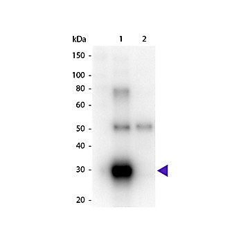 F(ab')2 Anti-HUMAN ? (lambda chain) (GOAT) Antibody Peroxidase Conjugated, 1mg, Lyophilized