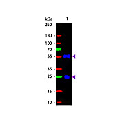 F(ab')2 Anti-GOAT IgG (H&L) (RABBIT) Antibody Fluorescein Conjugated Min X Human Serum Proteins, 500µg, Lyophilized