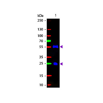 F(ab')2 Anti-GOAT IgG (H&L) (RABBIT) Antibody Fluorescein Conjugated Min X Human Serum Proteins, 500µg, Lyophilized