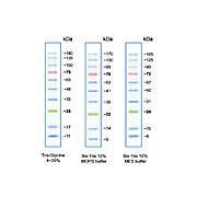 Opal Prestained Protein Standard 10-180kDa, 500µL, Liquid (in 1x Loading Buffer)