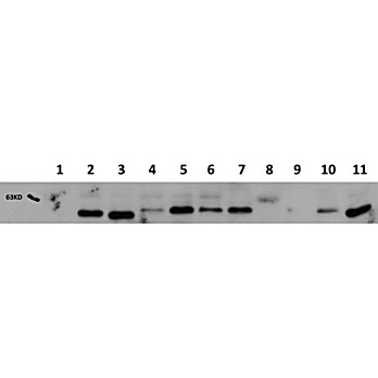 AKT1 Antibody Combo Pack, 1Pair, Liquid and Lyophilized
