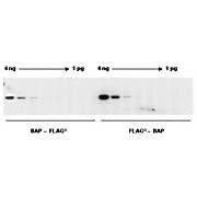 Chemiluminescent Western Blot Kit: DYKDDDDK (FLAG®) Chemiluminescent Western Blotting Kit, 1Kit