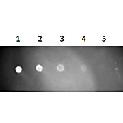 Fab Anti-RAT IgG (H&L) (GOAT) Antibody Texas Red™ Conjugated, 1mg, Lyophilized