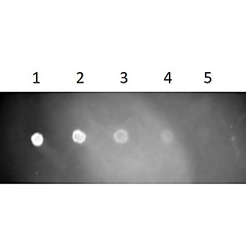 Fab Anti-RAT IgG (H&L) (GOAT) Antibody Texas Red™ Conjugated, 1mg, Lyophilized