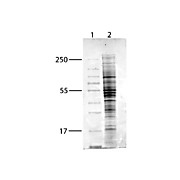 MCF-7 WCL - H2O2 500µg