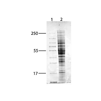 MCF-7 WCL - H2O2 500µg
