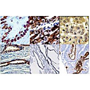 Blocking Buffer for Immunohistochemistry, 100mL, Liquid (sterile filtered)