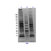 Rat Heart, adult, Whole Cell Lysate, 500µg, Liquid (sterile filtered)