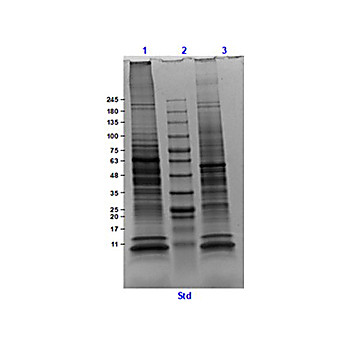 Rat Heart, adult, Whole Cell Lysate, 500µg, Liquid (sterile filtered)