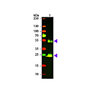 F(ab')2 Anti-RAT IgG [H&L] (GOAT) Antibody Texas Red™ Conjugated, 500µL, Lyophilized