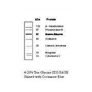 Protein Molecular Weight Marker (14, 2000µL, Liquid (in 1x Loading Buffer)