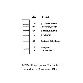Protein Molecular Weight Marker (14, 2000µL, Liquid (in 1x Loading Buffer)