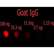 F(ab')2 Anti-GOAT IgG [H&L] (DONKEY) Antibody Phycoerythrin conjugated Min X Ch GP Ham Hs Hu Ms Rb & Rt Serum Proteins, 500µg, Lyophilized