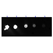 F(ab')2 Anti-RABBIT IgG F(c) (GOAT) Antibody Fluorescein Conjugated, 1mg, Lyophilized