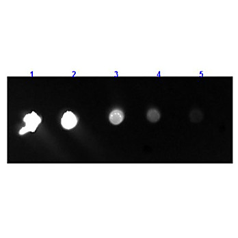 F(ab')2 Anti-RABBIT IgG F(c) (GOAT) Antibody Fluorescein Conjugated, 1mg, Lyophilized