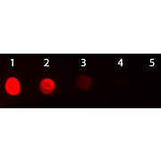 F(ab')2 Anti-BOVINE IgG [H&L] (RABBIT) Antibody Texas Red™ Conjugated, 500µL, Lyophilized