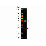 F(ab')2 Anti-RABBIT IgG (H&L) (GOAT) Antibody Texas Red™ Conjugated Min X Bv Ch Gt GP Ham Hs Hu Ms Rt & Sh Serum Proteins, 500µL, Lyophilized