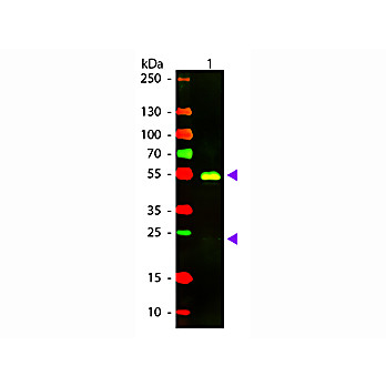 F(ab')2 Anti-RABBIT IgG (H&L) (GOAT) Antibody Texas Red™ Conjugated Min X Bv Ch Gt GP Ham Hs Hu Ms Rt & Sh Serum Proteins, 500µL, Lyophilized