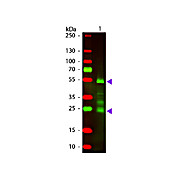 F(ab')2 Anti-RAT IgG [H&L] (DONKEY) Antibody Texas Red™ Conjugated Min X Bv Ch Gt GP Ham Hs Hu Ms Rb & Sh Serum Proteins, 500µL, Lyophilized