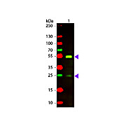 F(ab')2 Anti-DOG IgG [H&L] (RABBIT) Antibody Texas Red™ Conjugated, 500µL, Lyophilized