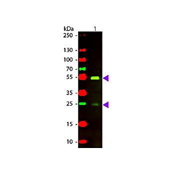 F(ab')2 Anti-DOG IgG [H&L] (RABBIT) Antibody Texas Red™ Conjugated, 500µL, Lyophilized