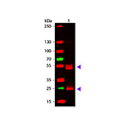 F(ab')2 Anti-RAT IgG (H&L) (GOAT) Antibody (Min X MOUSE Serum Proteins), 1mg, Liquid (sterile filtered)