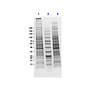NIH/3T3 Whole Cell Lysate, 500µg, Liquid (sterile filtered)