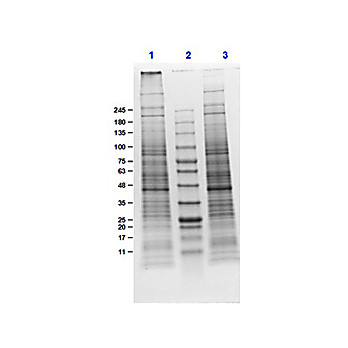 NIH/3T3 Whole Cell Lysate, 500µg, Liquid (sterile filtered)