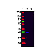 F(ab')2 Anti-HUMAN ? (kappa chain) (GOAT) Antibody Fluorescein Conjugated, 1mg, Lyophilized