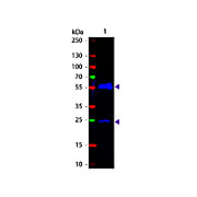 Anti-ARMENIAN HAMSTER IgG (H&L) (GOAT) Antibody Fluorescein Conjugated, 1mg, Lyophilized