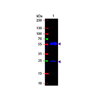 Anti-ARMENIAN HAMSTER IgG (H&L) (GOAT) Antibody Fluorescein Conjugated, 1mg, Lyophilized