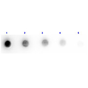 F(ab')2 Anti-GOAT IgG [H&L] (DONKEY) Antibody Min X Ch GP Ham Hs Hu Ms Rb & Rt Serum Proteins, 500µg, Liquid (sterile filtered)