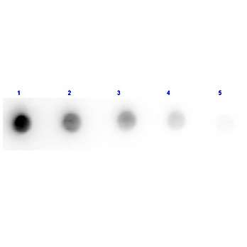 F(ab')2 Anti-GOAT IgG [H&L] (DONKEY) Antibody Min X Ch GP Ham Hs Hu Ms Rb & Rt Serum Proteins, 500µg, Liquid (sterile filtered)