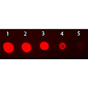 F(ab')2 Anti-RABBIT IgG F(ab')2 (GOAT) Antibody Fluorescein Conjugated Min X Bv Hs Hu Ms Rt & Sh Serum Proteins, 500µg, Lyophilized