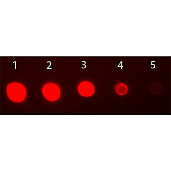 F(ab')2 Anti-RABBIT IgG F(ab')2 (GOAT) Antibody Fluorescein Conjugated Min X Bv Hs Hu Ms Rt & Sh Serum Proteins, 500µg, Lyophilized