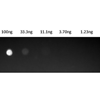PROTEIN G Fluorescein Conjugated, 1mg, Lyophilized