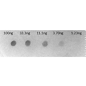 F(ab')2 Anti-HUMAN IgG F(c) (GOAT) Antibody Alkaline Phosphatase Conjugated Min X Bv Hs Ms & Rt Serum Proteins, 500µg, Liquid (sterile filtered)