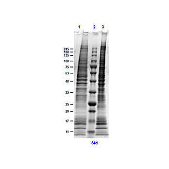 MDA-MB-231 Whole Cell Lysate, 500µg, Liquid (sterile filtered)