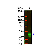F(ab')2 Anti-RABBIT IgG F(ab')2 (GOAT) Antibody Min X Bv Hs Hu Ms Rt & Sh Serum Proteins, 500µg, Liquid (sterile filtered)