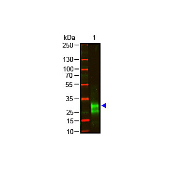 F(ab')2 Anti-RABBIT IgG F(ab')2 (GOAT) Antibody Min X Bv Hs Hu Ms Rt & Sh Serum Proteins, 500µg, Liquid (sterile filtered)