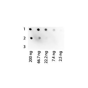 PROTEIN G PEROXIDASE Conjugated, 500µg, Lyophilized