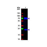 Fab Anti-CHICKEN IgG (H&L) (RABBIT) Antibody Fluorescein Conjugated, 500µL, Lyophilized