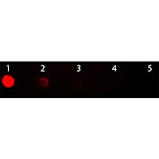 F(ab')2 Anti-SHEEP IgG [H&L] (RABBIT) Antibody Rhodamine Conjugated, 500µL, Lyophilized