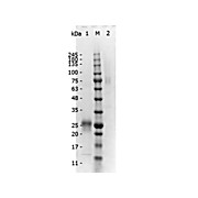 F(ab')2 Anti-MOUSE IgG (H&L) (RABBIT) Antibody Min X Human Serum Proteins, 500µg, Liquid (sterile filtered)